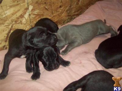 Puppies in WA